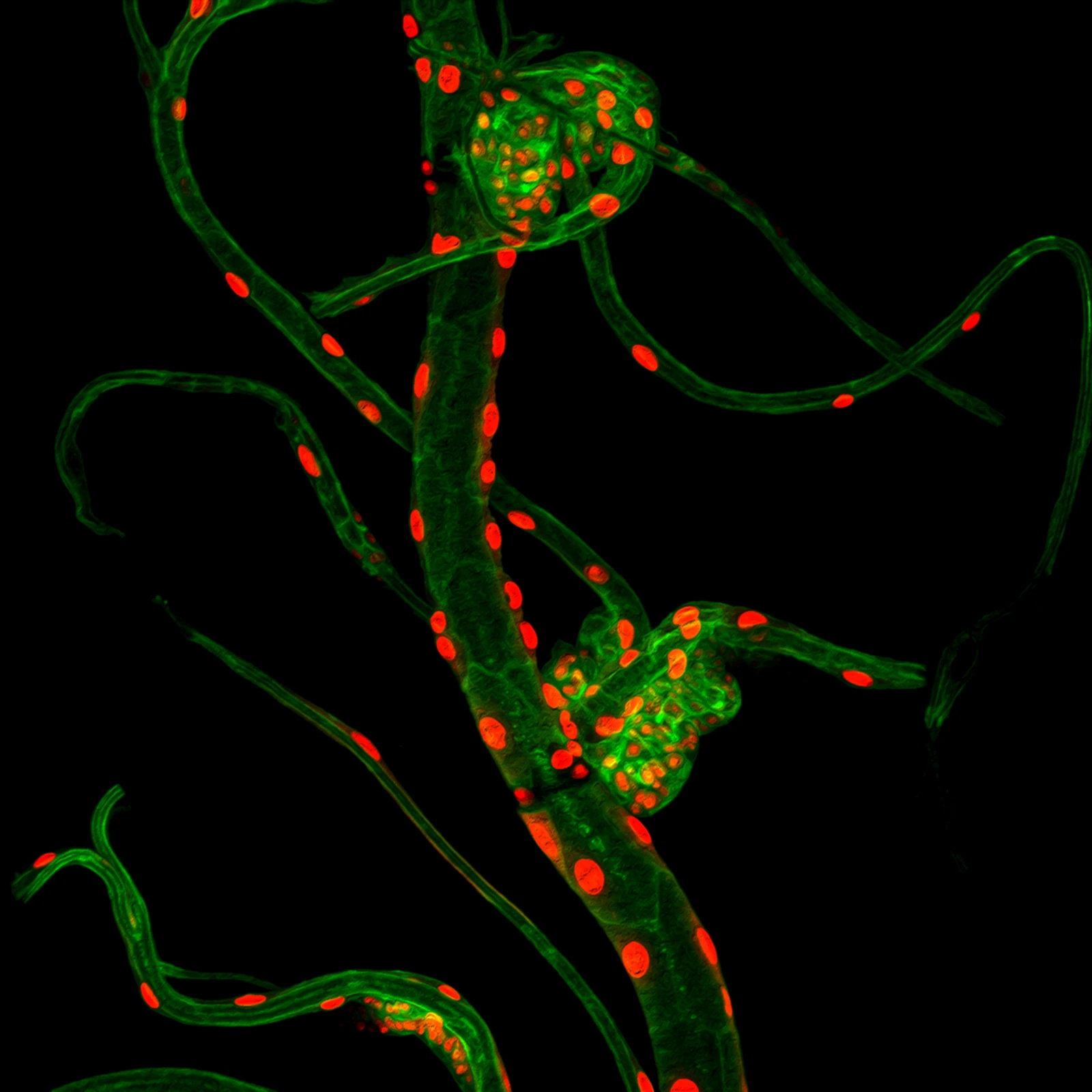 Confocal microscopy image from developmental biology research